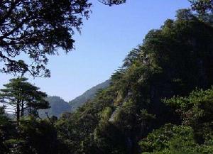 通天籮原始森林