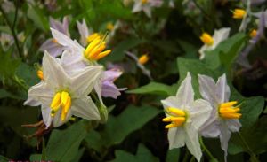 北美刺龍葵 北美刺龍葵