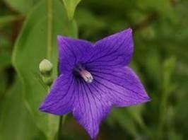 龍勝吊石苣苔 龍勝吊石苣苔