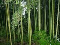 建水龍竹 建水龍竹