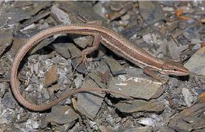 （圖）雪山草蜥