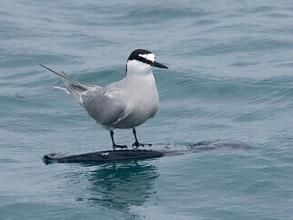 斑紋燕鷗 斑紋燕鷗
