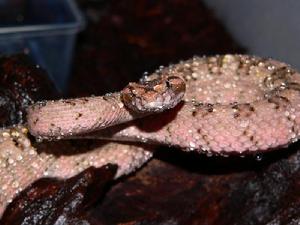 （圖）原柔頭蝮