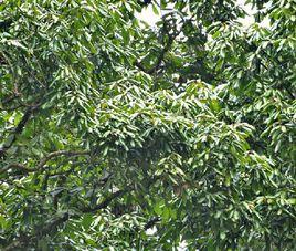 大果青岡 大果青岡