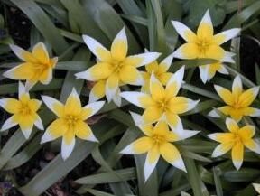 毛蕊鬱金香 毛蕊鬱金香