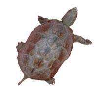 十三塊六角 十三塊六角