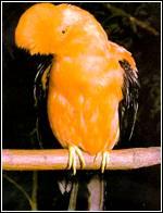 條紋傘鳥 條紋傘鳥