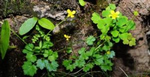 康定毛茛 康定毛茛