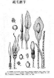 疏毛磨芋 疏毛磨芋