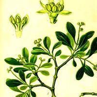 聚花槲寄生 聚花槲寄生