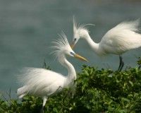 廈門珍稀海洋生物保護區 廈門珍稀海洋生物保護區