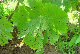 葡萄小褐斑病 葡萄小褐斑病