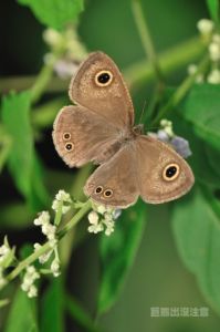大波矍眼蝶 大波矍眼蝶