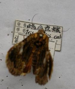 暗後夜蛾 暗後夜蛾