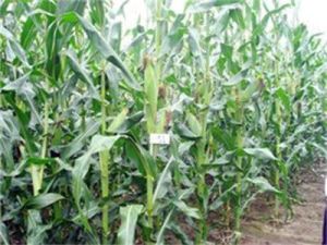 屯玉1號 屯玉1號