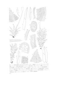 南京鳳尾蘚 南京鳳尾蘚