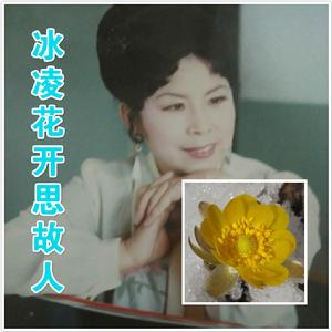 冰凌花開思故人 冰凌花開思故人