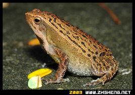 花細狹口蛙 花細狹口蛙