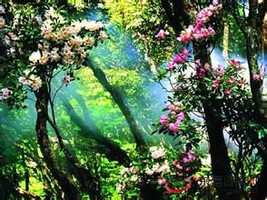 黔西報春 黔西報春