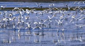 東灘侯鳥保護區 東灘侯鳥保護區