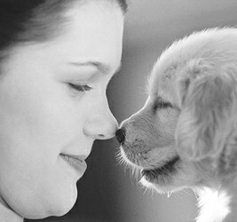 古代飼養家畜的發展史 狗是因幫助人類狩獵而被馴化 古代飼養家畜的發展史 狗是因幫助人類狩獵而被馴化