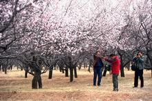 吳城鄉第二屆杏花攝影藝術節