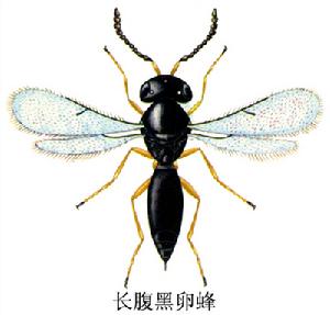 長腹黑卵蜂 長腹黑卵蜂