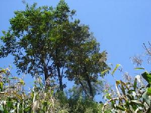 光岩村自然資源－生態林<a name="ref_[4]"></a>