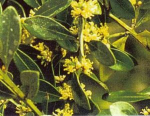 海南黃楊 海南黃楊