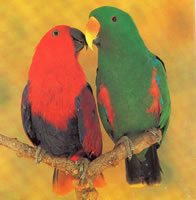 紅綠折衷鸚鵡