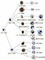 骨髓痛方 骨髓痛方