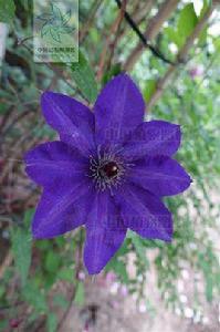 毛葉鐵線蓮 毛葉鐵線蓮