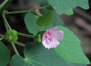地桃花[錦葵目錦葵科植物]