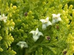 乳香提取物 乳香提取物