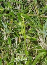 陰生舌唇蘭 陰生舌唇蘭