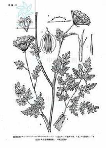 細裂前胡 細裂前胡