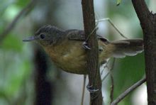 威氏蟻鳥 威氏蟻鳥