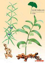 老虎姜[卷葉黃精的根莖]