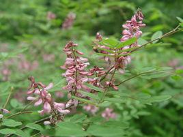 多花木蘭 多花木蘭