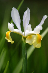 水仙花鳶尾 水仙花鳶尾
