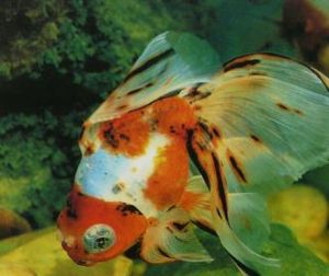 彩色龍睛 彩色龍睛