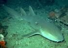 長鬚鯊科 長鬚鯊科