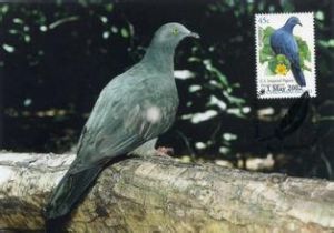 聖誕島皇鳩 聖誕島皇鳩