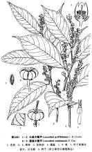 圓基木藜蘆 圓基木藜蘆