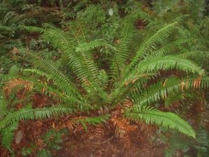 昆明蛾眉蕨（原變種）