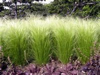 石生針茅 石生針茅