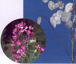 （圖）銀扇草的管理 