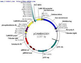 雙啟動子表達載體 雙啟動子表達載體