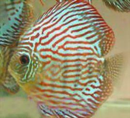 德系紅松石七彩 德系紅松石七彩