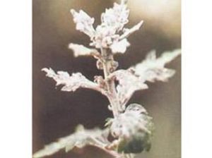 菊花霜霉病 菊花霜霉病